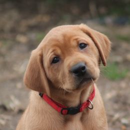 Labrador Retriever Puppies from Triple Creek Kennel