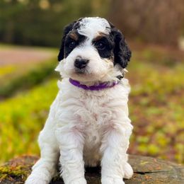 Bernedoodle Puppies from Ponderosa Puppy