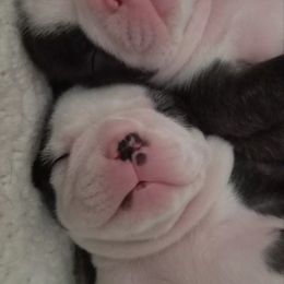 Boston Terrier Puppies from Blue Ridge Boston Terriers