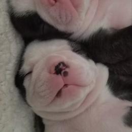 Boston Terrier Puppies from Blue Ridge Boston Terriers