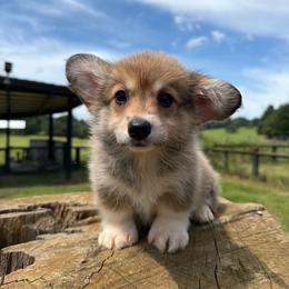 Montana (Financing Available) - Sable female Pembroke Welsh Corgi puppy in Inverness, Florida from Canaan Farm Corgis