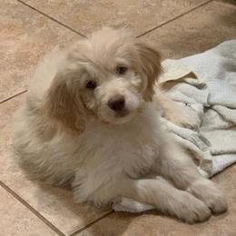 Goldendoodle Puppies from Goldendoodles of Vanhoy Farms