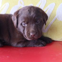 Rainy - Chocolate female Labrador Retriever puppy in Camden, Indiana from Camden's Caring Canines