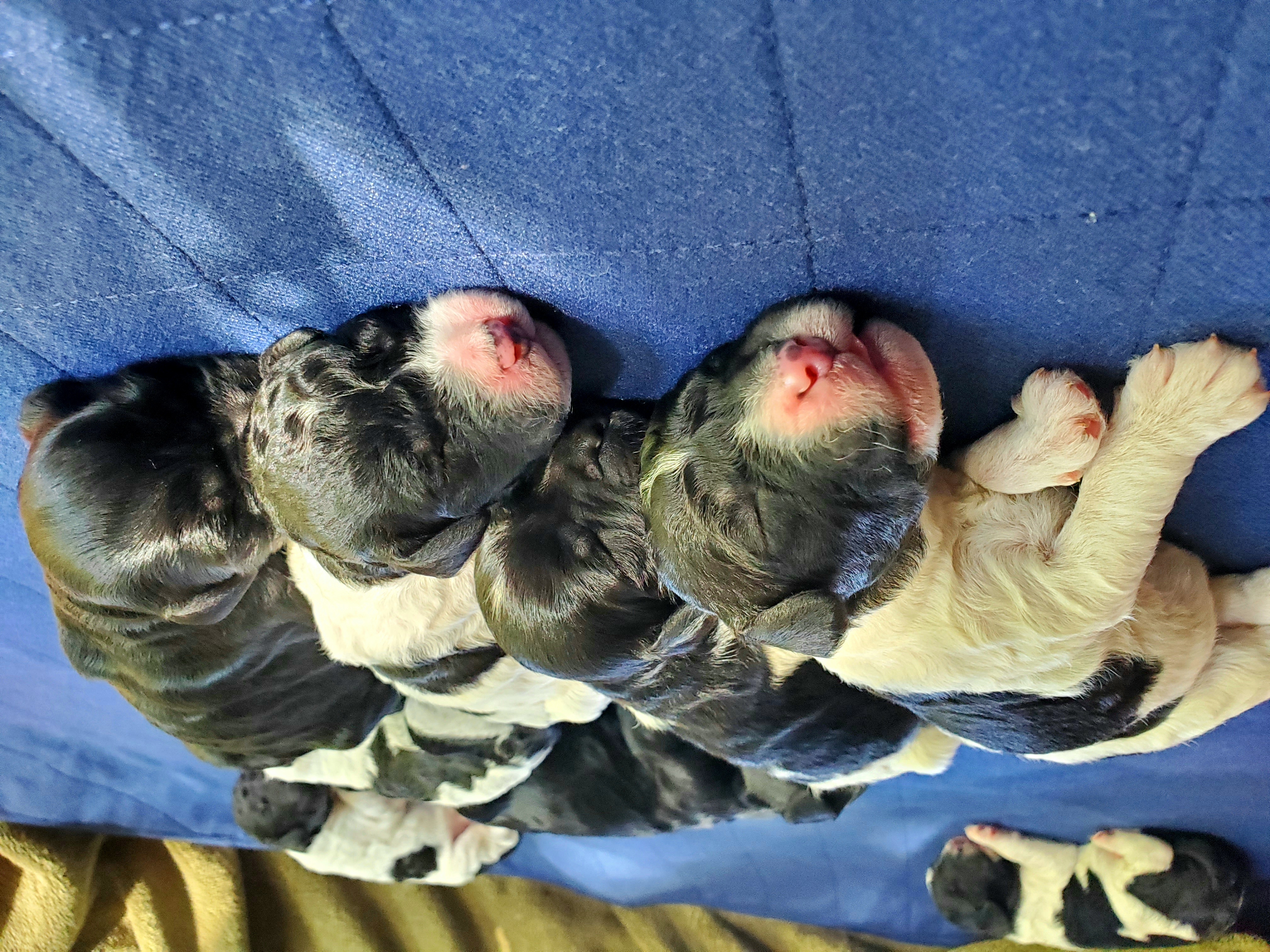 Double Doodle and Poodle Puppies from Perfect Poodles and Doodles LLC