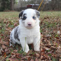 Tate - Slate merle male Border Collie puppy in Cedartown, Georgia from Ferguson Border Collies