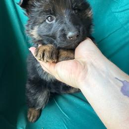 Light blue female - Black and tan female German Shepherd puppy in Jennings, Kansas from Lost Creek German Shepherds LLC