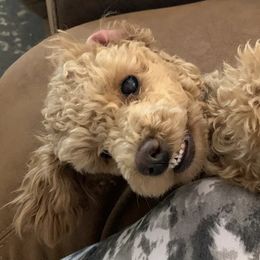 Assorted Doodle Crosses from Mini Doodle Dandies