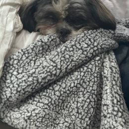 Cici - Shorkie