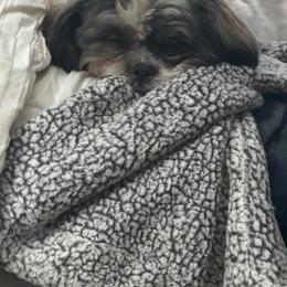 Cici - Shorkie