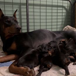 Doberman Pinscher Puppies from Bhon Mhuir Dobermanns