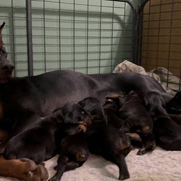 Doberman Pinscher Puppies from Bhon Mhuir Dobermanns