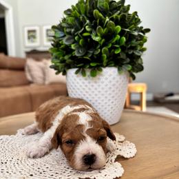 Rio - Parti male Goldendoodle puppy in Alamance County, North Carolina from Doodle Squad Puppies