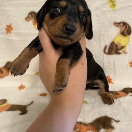 Minnie smooth girl - Black and tan female Dachshund puppy in Springfield, Tennessee from Savannah’s Doxie Palace