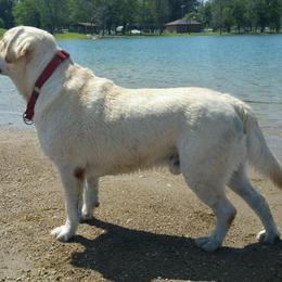 Labrador Retrievers from All Three Colors Labs