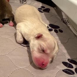 Calamity Jane - Gray and white female Pomsky puppy in Blue Earth, Minnesota from Blue Sky Pomsky
