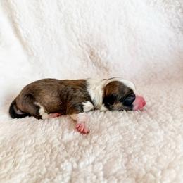 Cannoli - Red and white male American Corgi puppy in Pahrump, Nevada from Desert Sunset Corgis