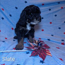 Slate - Black and white male Cockapoo puppy in Sunset, Louisiana from Cano Cockapoos