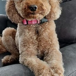 Goldendoodles from Oodles of Doodles