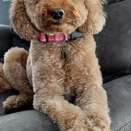 Goldendoodles from Oodles of Doodles