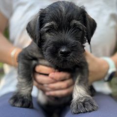 Blueberry - Blue collar - NATURAL boy - Pepper and salt male Standard Schnauzer puppy in Mamaroneck, New York from Harbor Hill Standard Schnauzers