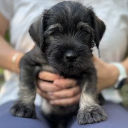 Blueberry - Blue collar - NATURAL boy - Pepper and salt male Standard Schnauzer puppy in Mamaroneck, New York from Harbor Hill Standard Schnauzers