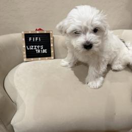 Fifi - White female Coton de Tulear puppy in Surprise, Arizona from Lizzy’s Tribe