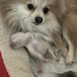 Storm - Pomeranian