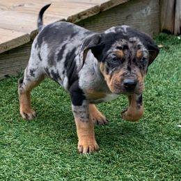 Boy 5 - Blue merle male Catahoula Leopard Dog puppy in Gadsden, Alabama from Rich Cat’s