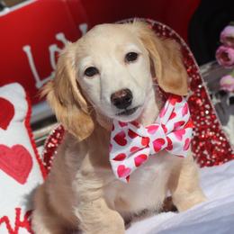 Dreamer Cream Male - Cream male Dachshund puppy in Woodbine, Georgia from Walker's Minidachs