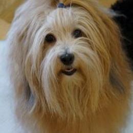 Havanese All Grown Up from Bella Dulce Havanese