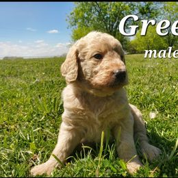 Labradoodle Puppies from Silver Acorn Doodles