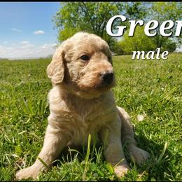 Labradoodle Puppies from Silver Acorn Doodles