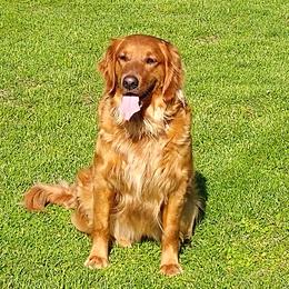 Jazz - Golden Retriever