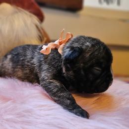 French Bulldog Puppies from Electric City Frenchies