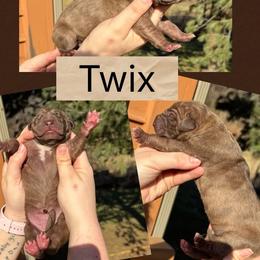 Twix - Brindle female Great Dane puppy in Wellsville, New York from Prophecy Danes