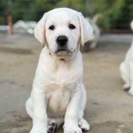 Labrador Retriever puppies from McKenzie Reign Labradors