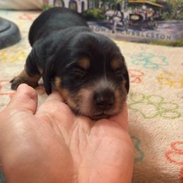 AKC Black Tan Male - Black and tan male Dachshund puppy in Summerville, South Carolina from Funk's Four-Legged Friends