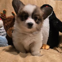 Twinkle - Red female Pembroke Welsh Corgi puppy in Hebron, Kentucky from The Clever Corgi