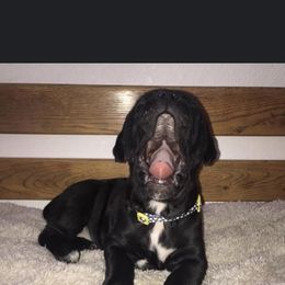 Cane Corso Puppies from Ruby Mountain Royalty