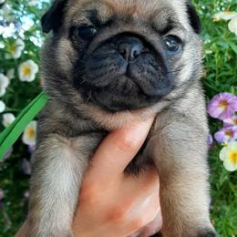 Liberty - green collar - Fawn female Pug puppy in Saint Helens, Oregon from Ebert Golden Retrievers & Pugs