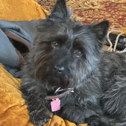 Chief - Cairn Terrier