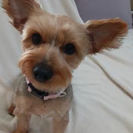 Bella - Yorkshire Terrier
