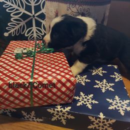 Comet- Black Collar - Black Border Collie puppy in Locust Grove, Virginia from Valkyrie Ranch Border Collies
