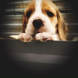 Beagle and German Shepherd Puppies from Synastry Beagles