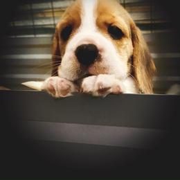 Beagle and German Shepherd Puppies from Synastry Beagles