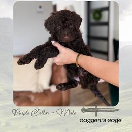 Dagger's Edge - Chocolate male Goldendoodle puppy in Garland, Texas from Twilight Doodles