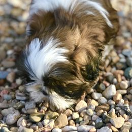 Shih Tzu Puppies from Willow Lane Shih Tzus