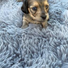 Dachshund Puppies from KJRC Kennels