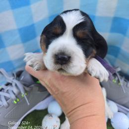 Rory - Black and white female English Springer Spaniel puppy in Saginaw, Michigan from Kemerer Springers