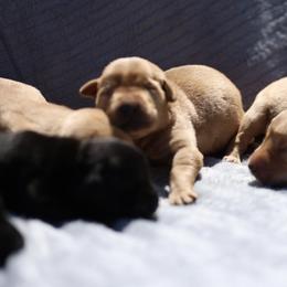 Labrador Retriever Puppies from J and D Retrievers